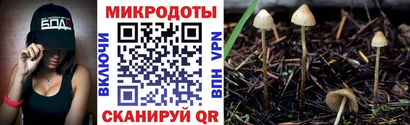 площадка состав  Сертолово  Галлюциногенные грибы Psilocybine cubensis 